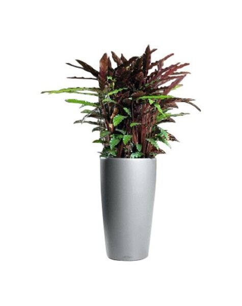 Lechuza Lechuza | Calathea
