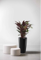 Calathea Rufibarba w samonawadniającej Rondo