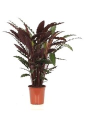 Calathea Rufibarba w samonawadniającej Rondo