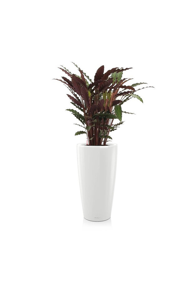 Calathea Rufibarba w samonawadniającej Rondo