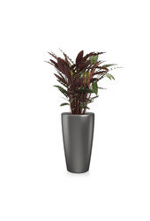 Calathea Rufibarba w samonawadniającej Rondo