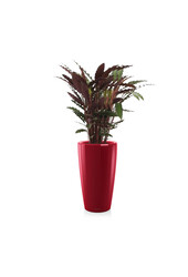Calathea Rufibarba w samonawadniającej Rondo