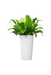 Asplenium w samonawadniającej doniczce Rondo