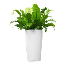 Lechuza Asplenium