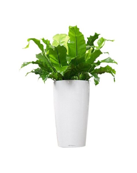 Lechuza Asplenium