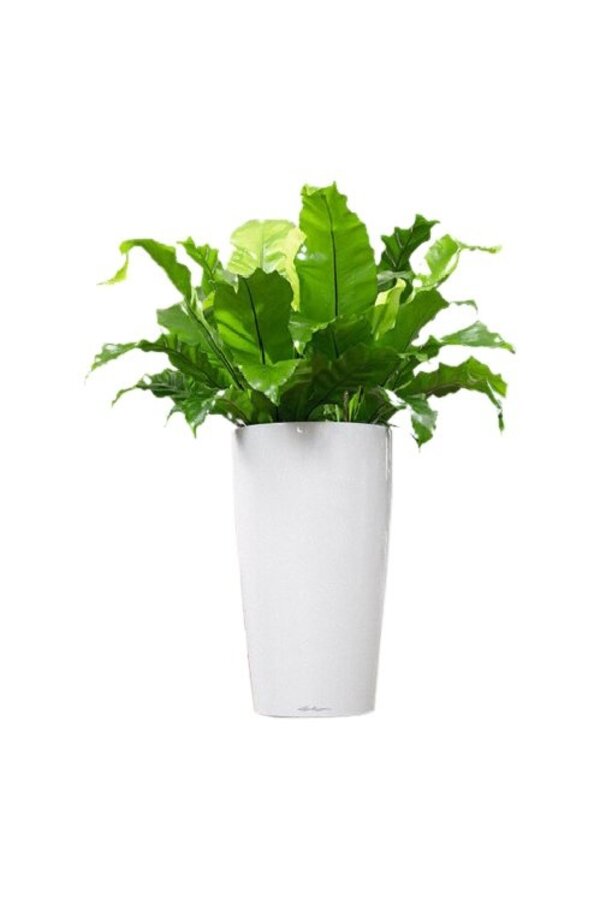Asplenium w samonawadniającej doniczce Rondo