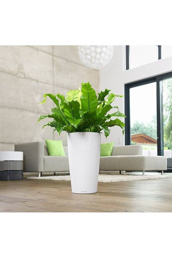 Asplenium w samonawadniającej doniczce Rondo