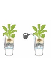 Asplenium w samonawadniającej doniczce Rondo
