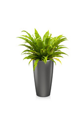 Asplenium w samonawadniającej doniczce Rondo