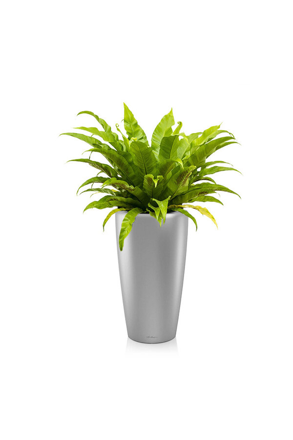 Asplenium w samonawadniającej doniczce Rondo
