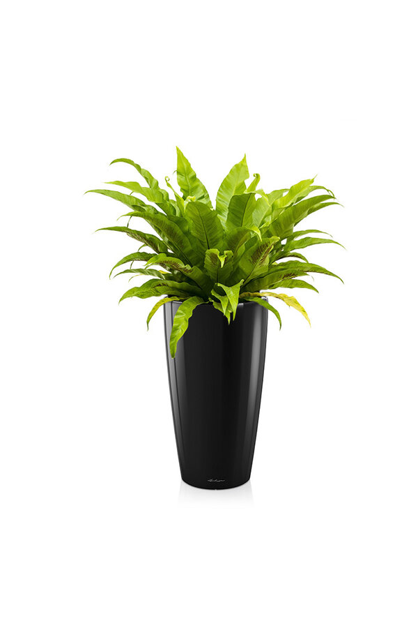 Asplenium w samonawadniającej doniczce Rondo