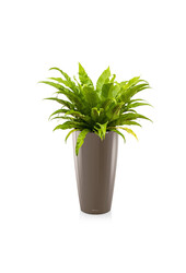Asplenium w samonawadniającej doniczce Rondo