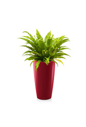 Asplenium w samonawadniającej doniczce Rondo