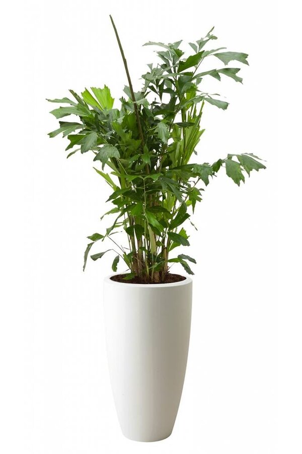 Caryota Mitis w Pure Soft