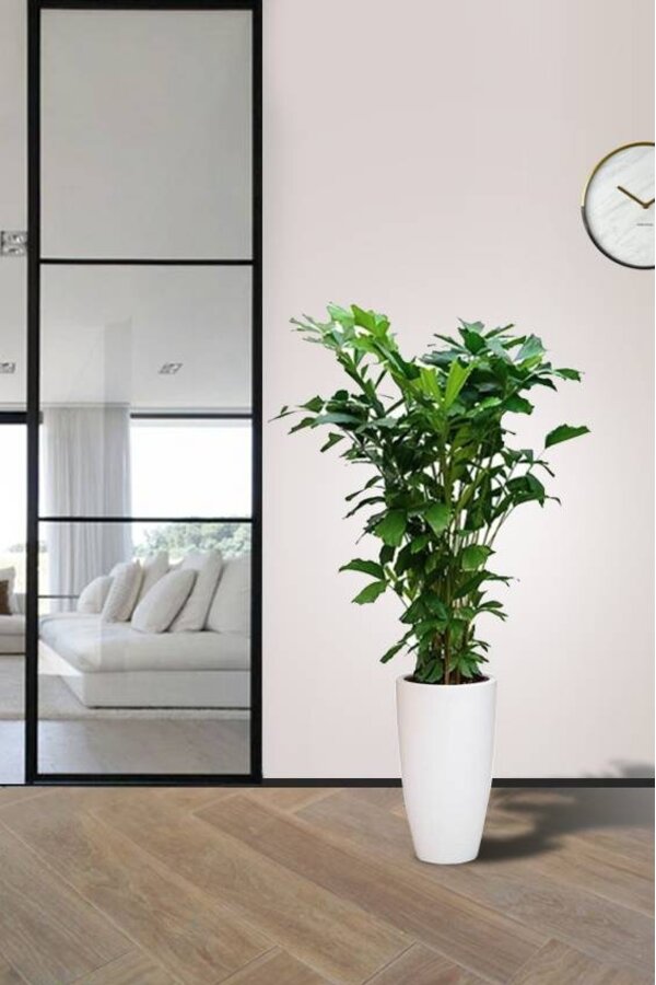 Caryota Mitis w Pure Soft