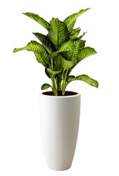 Dieffenbachia Maroba w Pure Soft