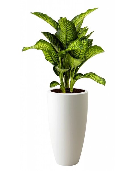 Elho Elho | Dieffenbachia