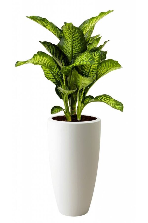 Dieffenbachia Maroba w Pure Soft