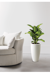 Dieffenbachia Maroba w Pure Soft