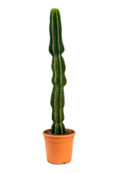 Euphorbia Erytrea XL