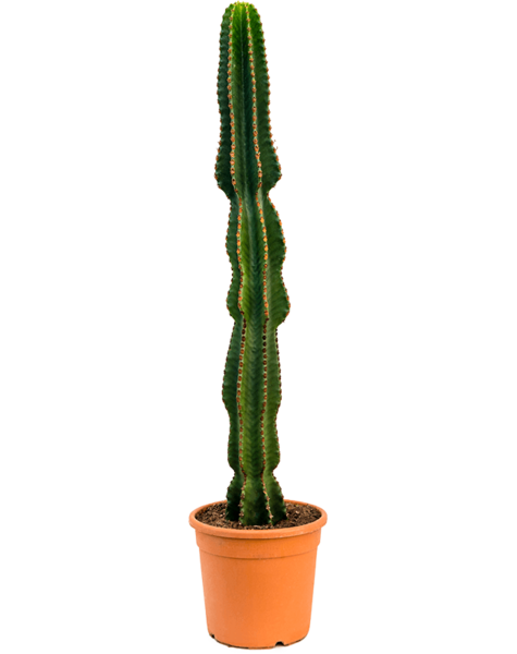 Euphorbia