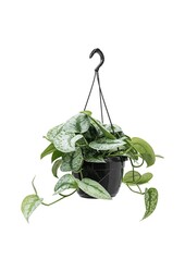 Scindapsus Nakrapiany