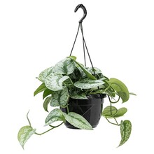 Scindapsus