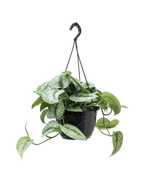 Scindapsus