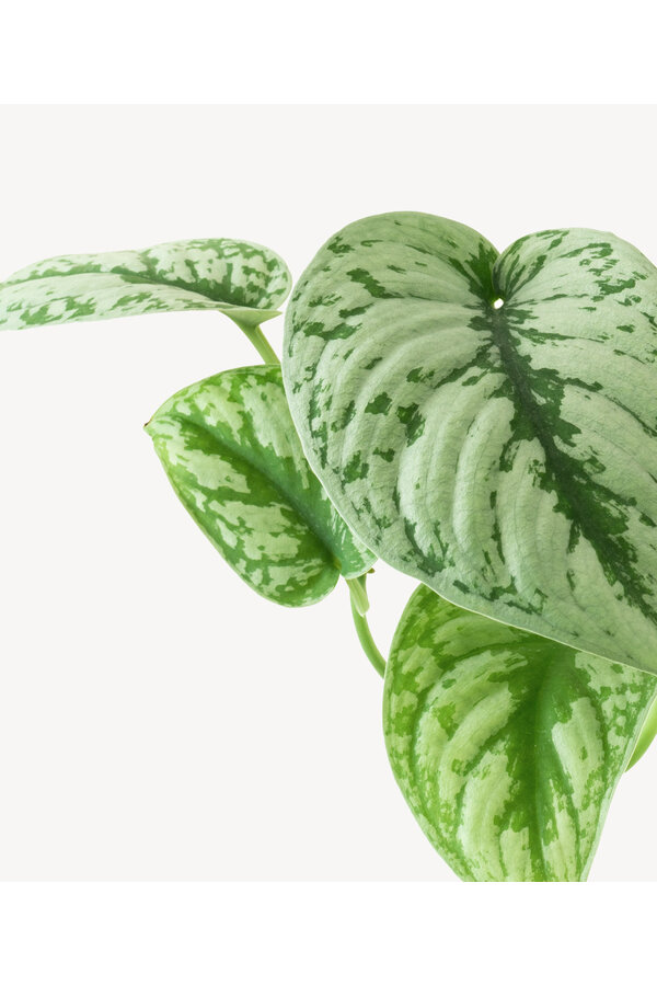 Scindapsus Nakrapiany