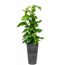 Artstone Scindapsus