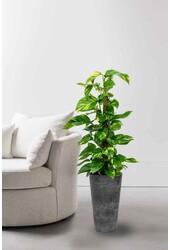 Scindapsus w Claire