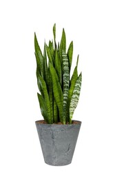 Sansevieria w Claire