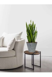Sansevieria w Claire