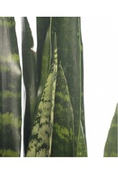 Sansevieria w Claire