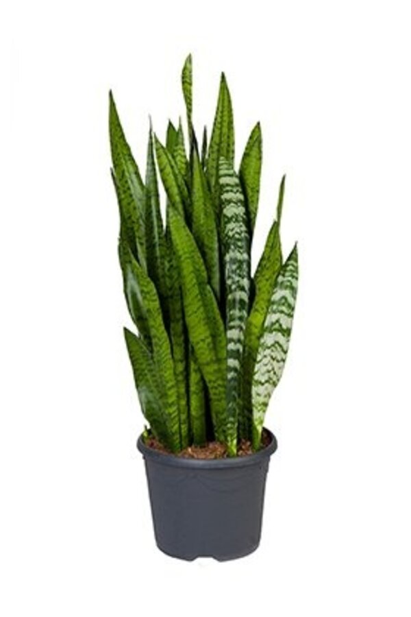 Sansevieria w Claire