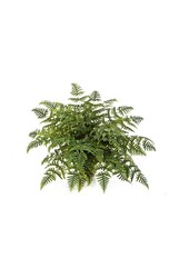 Sztuczna paproć Athyrium