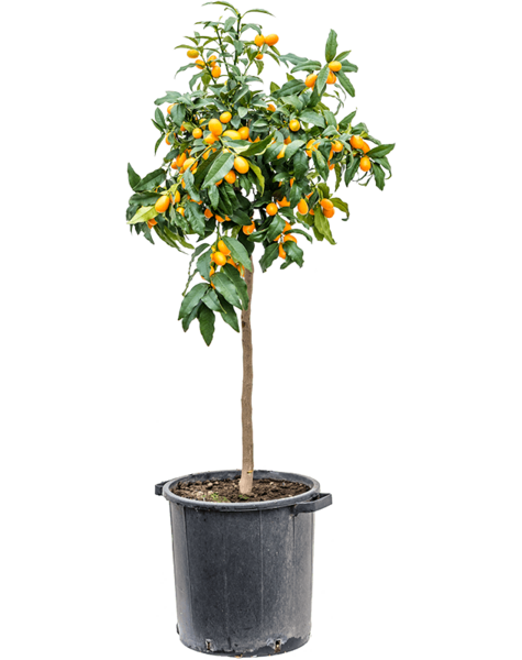 Citrus Calamondin