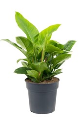 Filodendron Zielony M