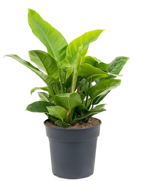 Filodendron