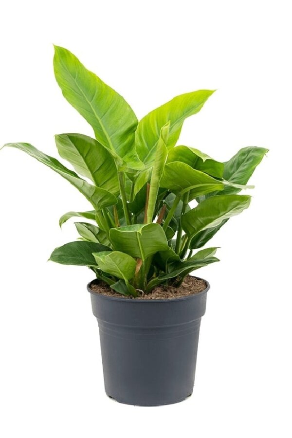Filodendron Zielony M