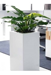 Filodendron Zielony M