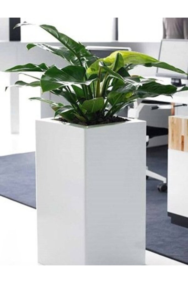 Filodendron Zielony M