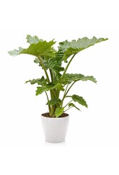 Alocasia Portadora w samonawadniającej doniczce Classico