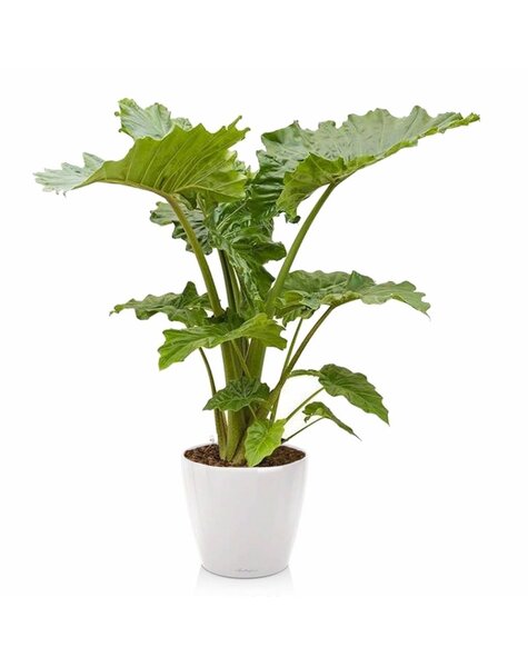 Lechuza Alocasia