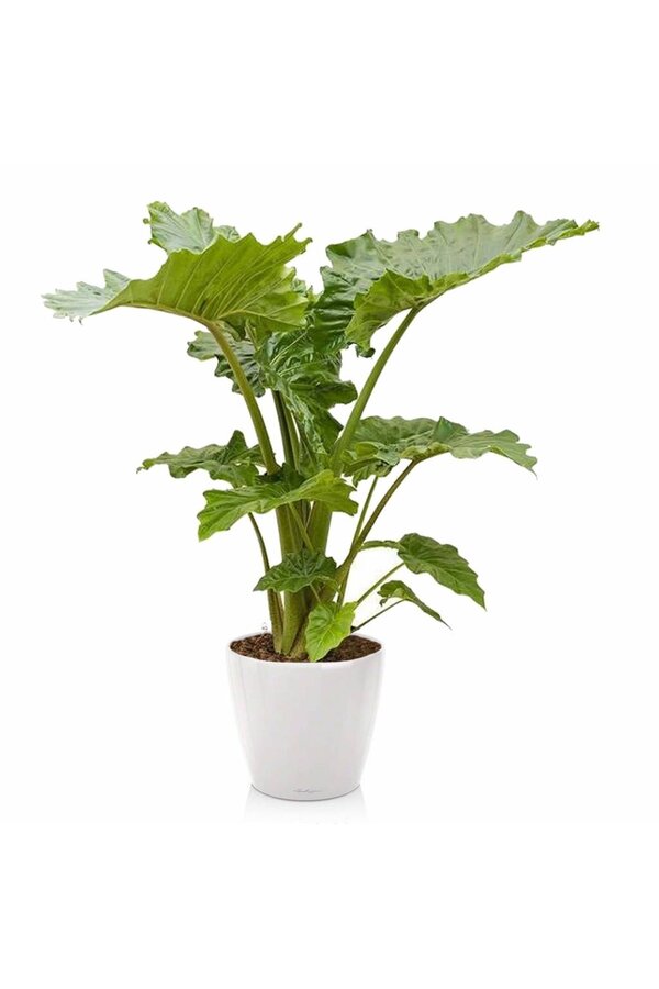 Alocasia Portadora w samonawadniającej doniczce Classico