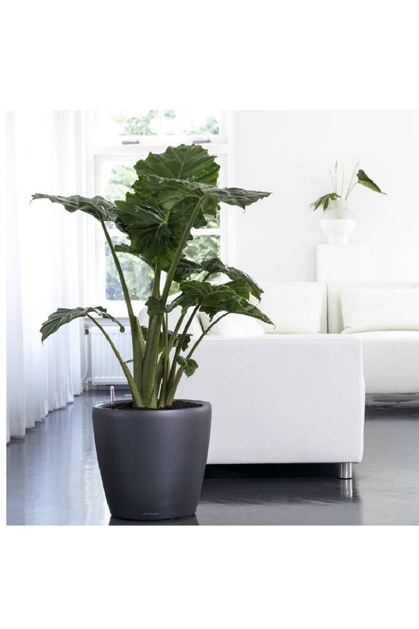 Alocasia Portadora w samonawadniającej doniczce Classico