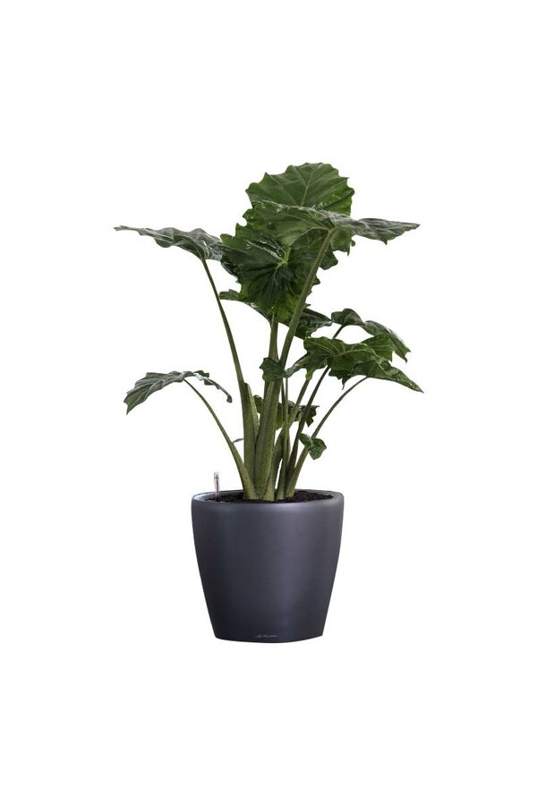Alocasia Portadora w samonawadniającej doniczce Classico