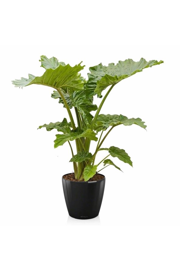 Alocasia Portadora w samonawadniającej doniczce Classico