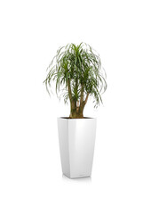 Beaucarnea w samonawadniającej doniczce Cubico