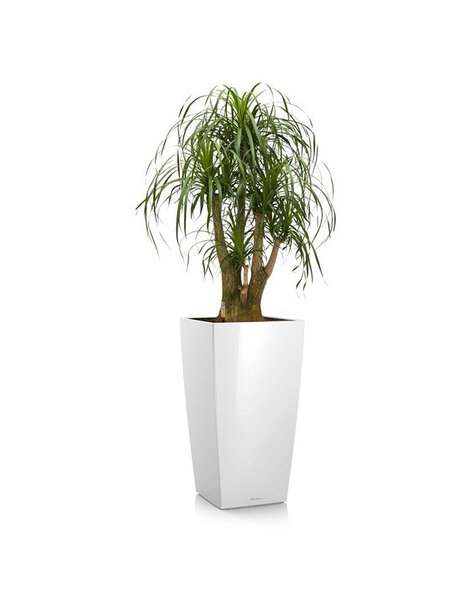 Lechuza Beaucarnea